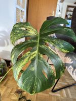 monstera troppa acqua Shop Variegated Monstera AlboTissue Culture Plant main image 0