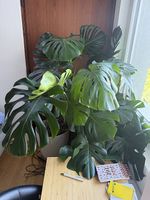 Magnifique Monstera, plante intérieure