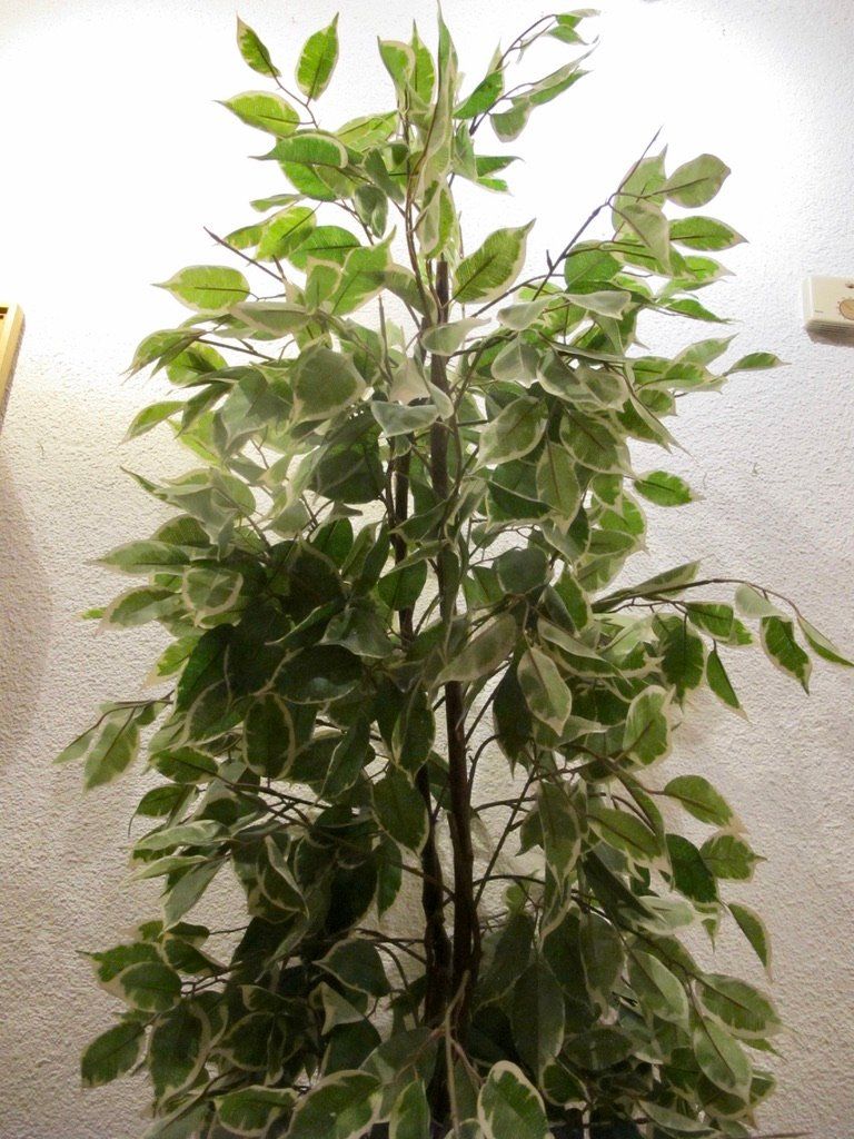 Piante & sementi: Kunstbaum Ficus Benjamini Deko Pflanze Baum – Usato da Wil ZH venduto da Arbolero 5