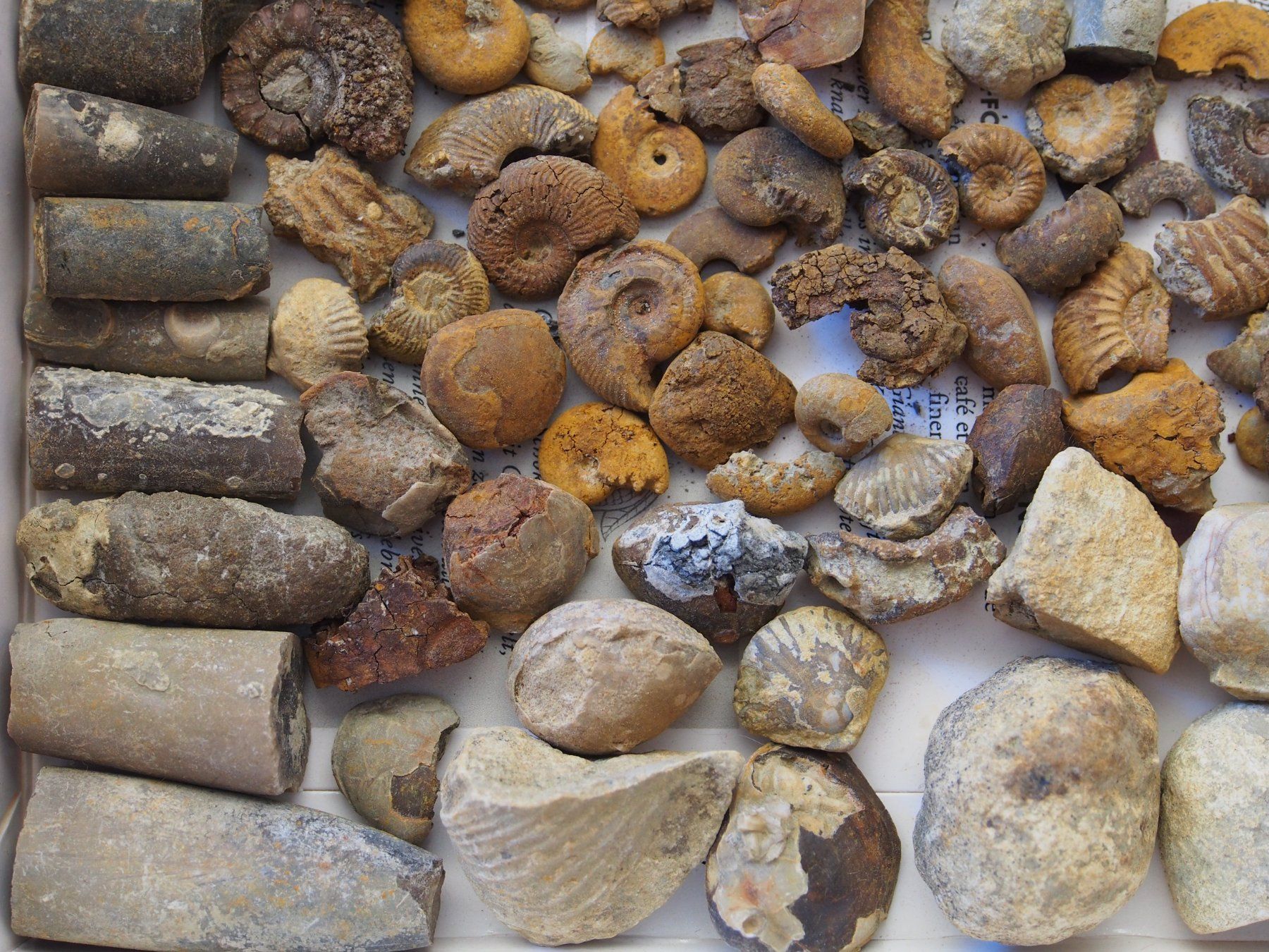 Fossili: lot de petits fossiles +de 500 g – Usato da Ovronnaz venduto da Etagne68 3