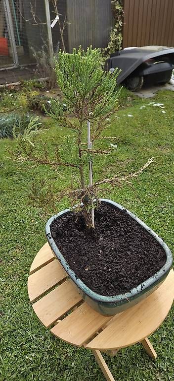 Pflanzen & Samen: Sequoia sempervirens Bonsai – Gebraucht aus Pfaffnau von Hawaiano 1