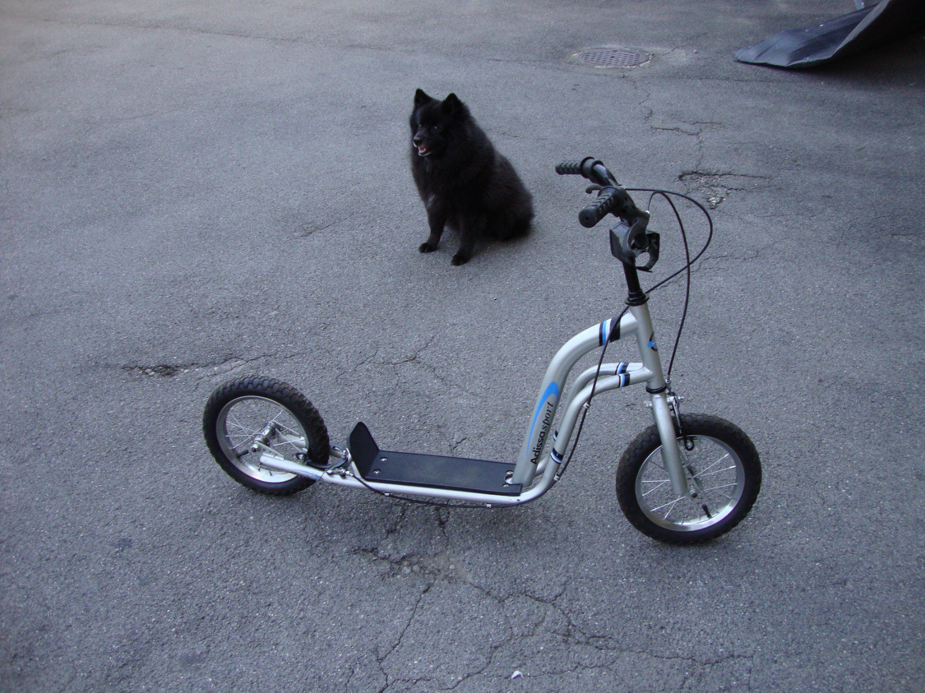 Kickboard: Trottinett – Gebraucht aus Thun von Velo-7 2