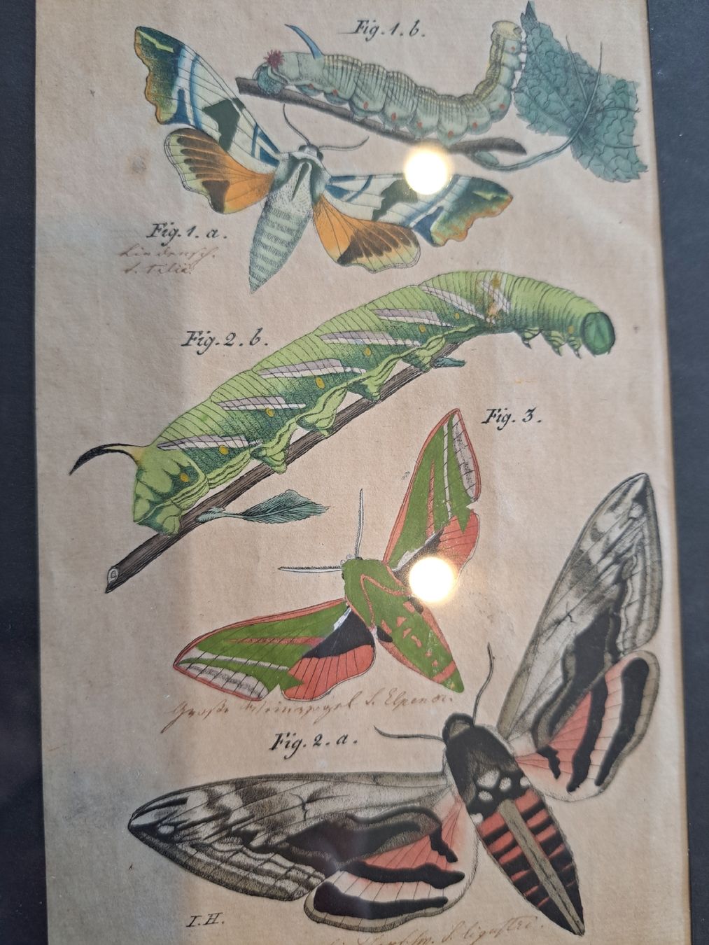 Stiche: Orginal Handkolorierter Kupferstich von 1825 – Gebraucht aus Rehetobel von hobirot01