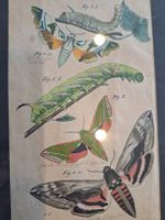 Orginal Handkolorierter Kupferstich von 1825