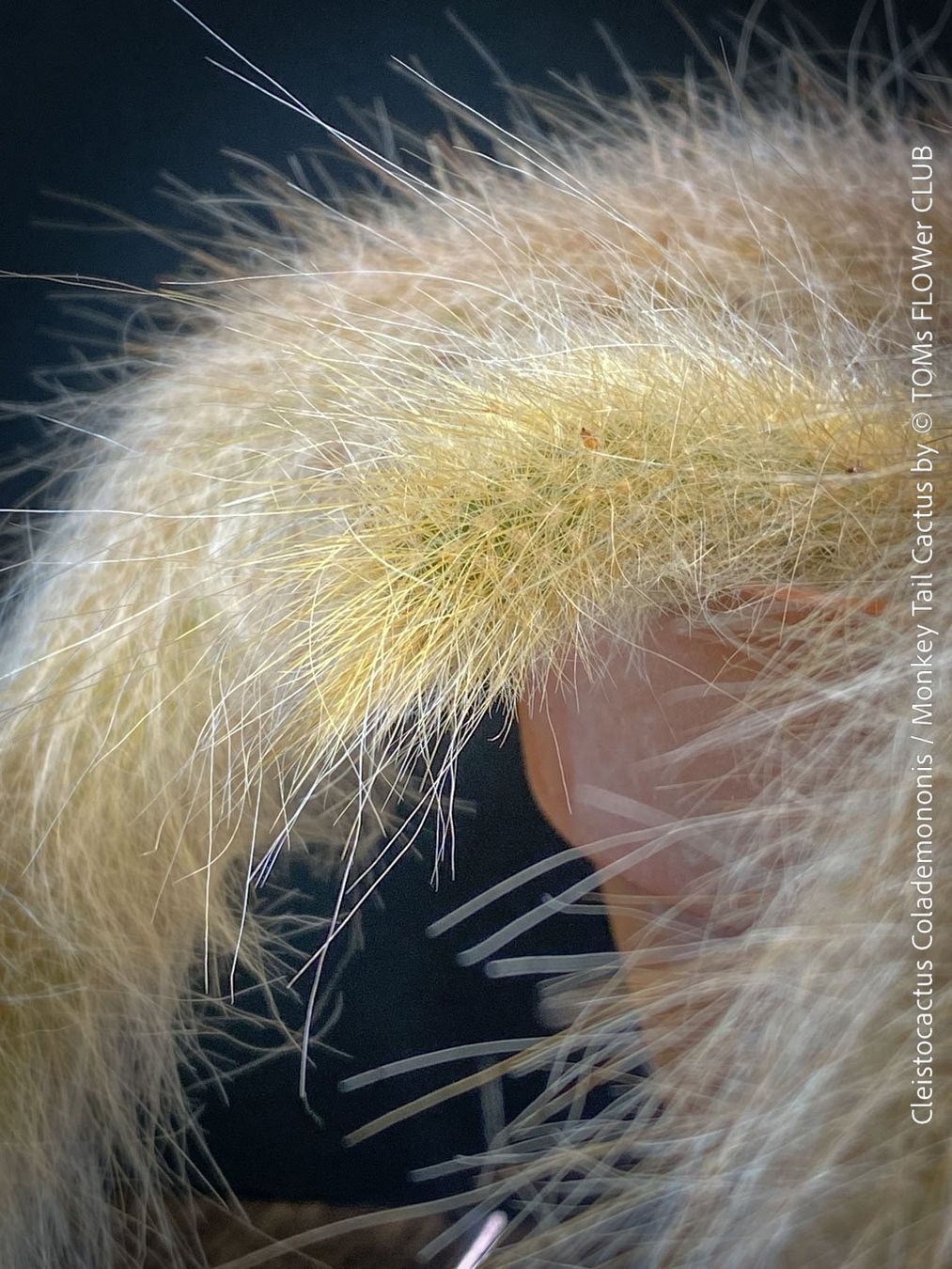 Plantes & graines: Cleistocactus Colademononis - Affenschwanzkaktus rot blühend – Neuf avec emballage d'origine à Adliswil par astom369 1