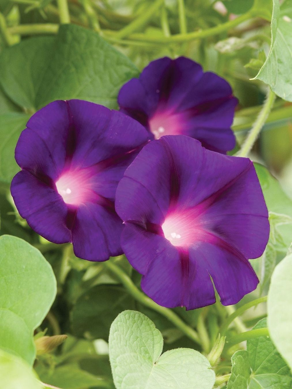 Pflanzen & Samen: 50 Samen Prunkwinde GRANDPA OTT Blume – Neu (gemäss Beschreibung) aus Ehrendingen von VerveinaSamen 4