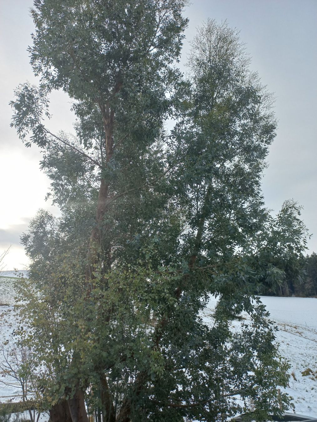 Piante & sementi: Winterharte, immergrüne Eukalyptus – Usato da Oberbalm venduto da Ssilvia 1