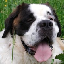 Profile image of snuups