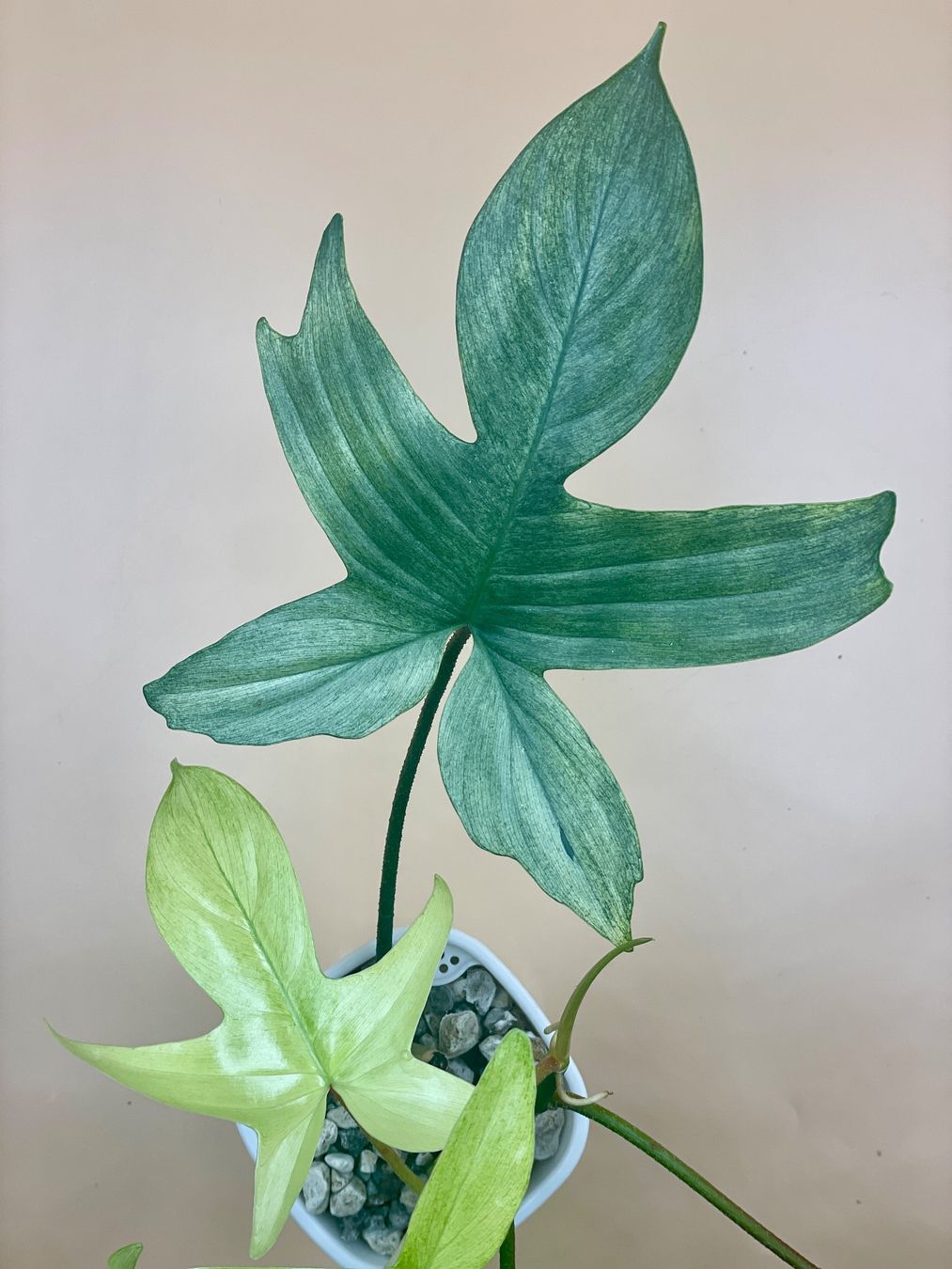 Piante & sementi: Philodendron Florida Ghost – Nuovo (secondo la descrizione) da Zürich venduto da Leafscape 1