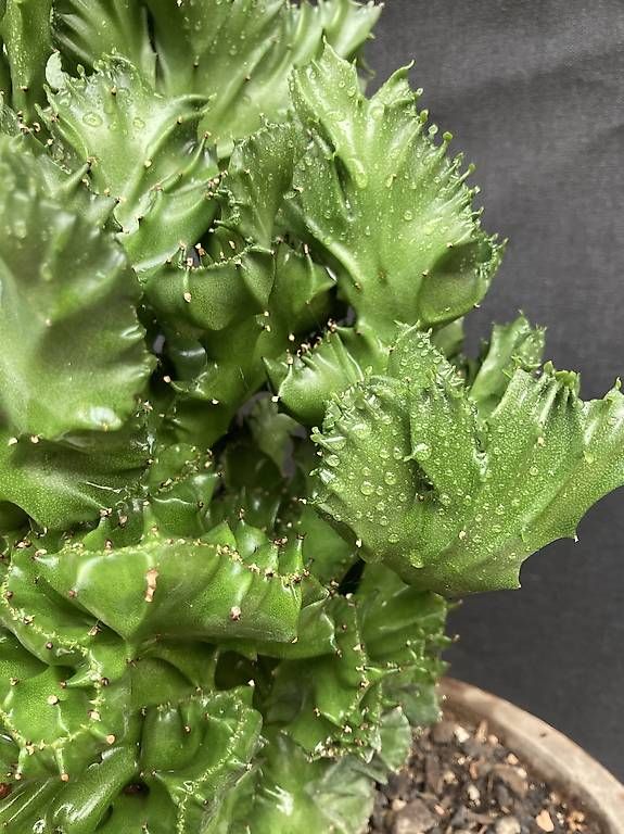 Plantes & graines: Kaktus Euphorbia "cristata" – D'occasion à Liestal par PrebenZwei 1