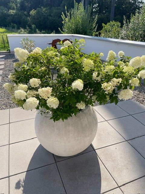 Pots de fleurs: Globe Pflanzentopf, ideal für Garten oder Terrasse – D'occasion à Au SG par t.zimmi
