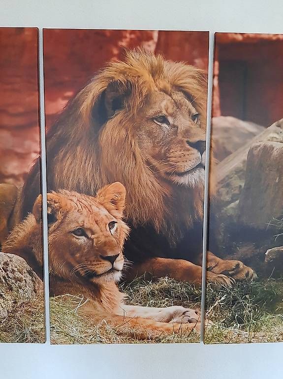 Foto & Immagini: Löwenbild 3-Teilig 100 x 150cm – Usato da Liesberg Dorf venduto da Bubbolino 2