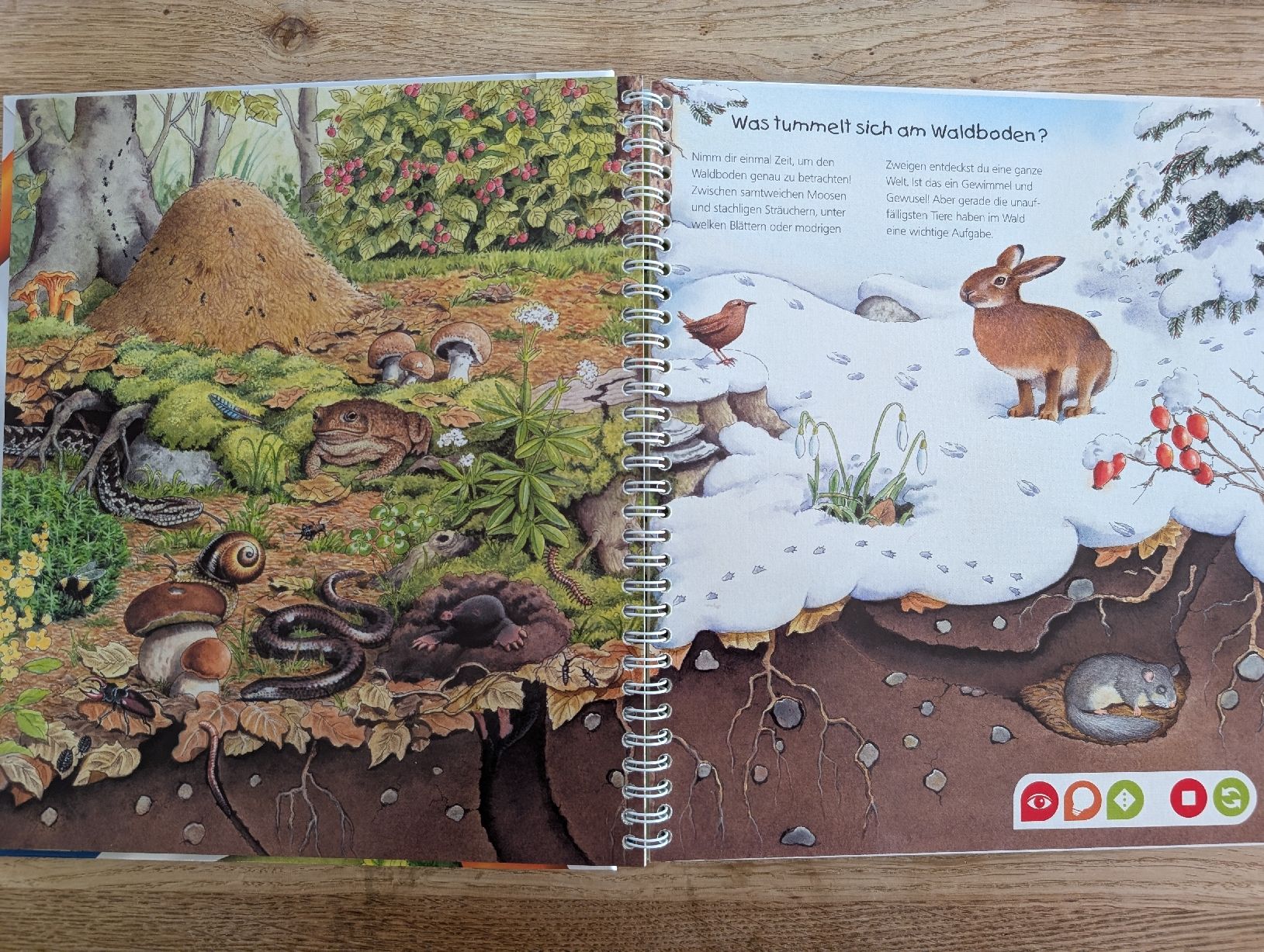Libri: Tiptoi Wald, 4-7 Jahre – Nuovo (secondo la descrizione) da Winterthur venduto da voan 2