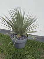 Palmlilie inkl. Vase in anthrazit und Steinen
