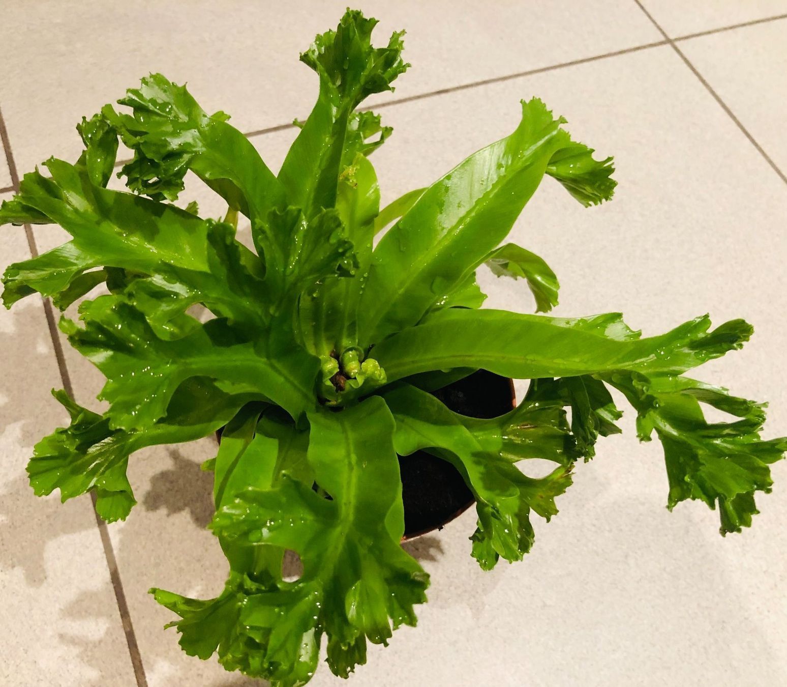 Pflanzen & Samen: Nestfarn “ASPLENIUM NIDUS” 20 cm Zimmer – Neu und originalverpackt aus Rovio von POSITIFFARTandPLANTS 9