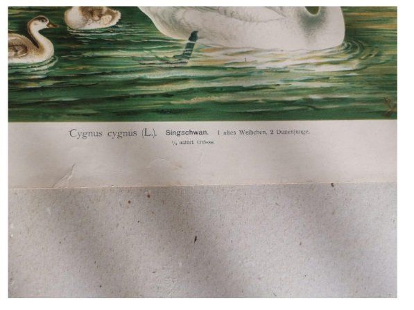 Posters & Illustrations: Schwan - ev. Bruno Geisler, Print – D'occasion à Koppigen par mic_v7ms 1