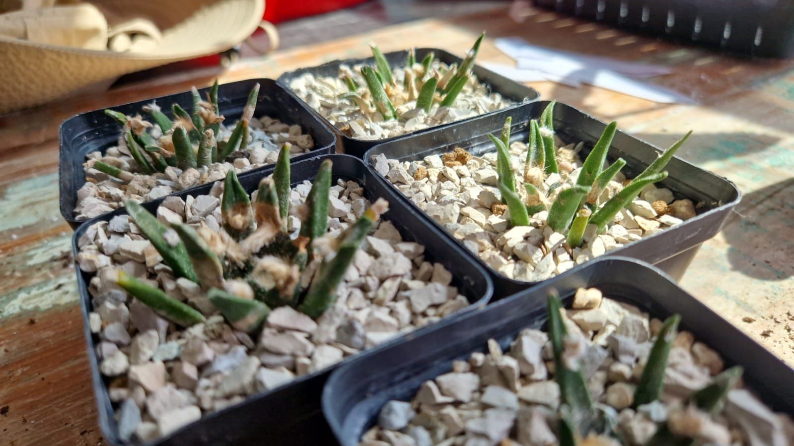Pflanzen & Samen: Ariocarpus Agavoides, Aussaat 2012 – Gebraucht aus Zürich von LophiMaster