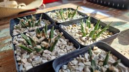Ariocarpus Agavoides, Aussaat 2012