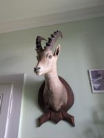 Trophée de Bouquetin 