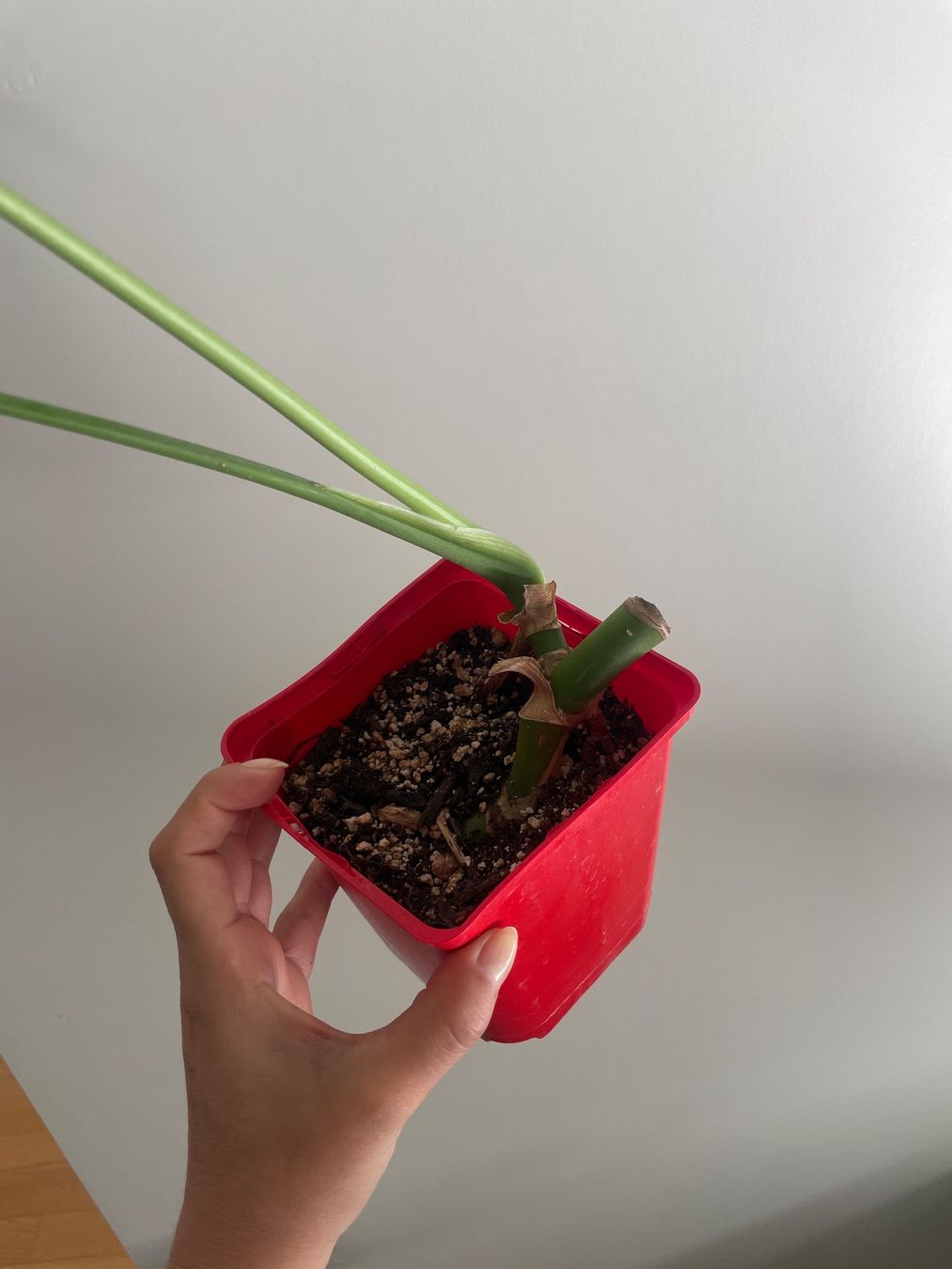 Pflanzen & Samen: Baby monstera – Gebraucht aus Bern von adr_62mn 3