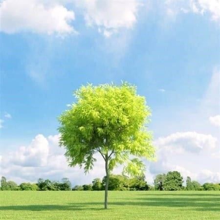 Pflanzen & Samen: FEVIER épineux INERMIS  2 PLANTS – Neu (gemäss Beschreibung) aus Bremblens von FIBONACCI369 3