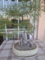 Wunderschöner Bonsai Baum Kiefer mit Steinen für Ihr Zuhause