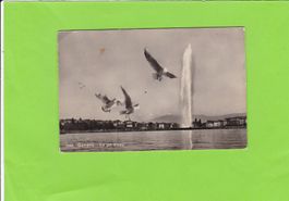 Genève. Le Jet d'eau--Möwen