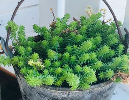 NICKENDES FETTBLATT ,ANGELINA‘ - SEDUM REFLEXUM - GELB