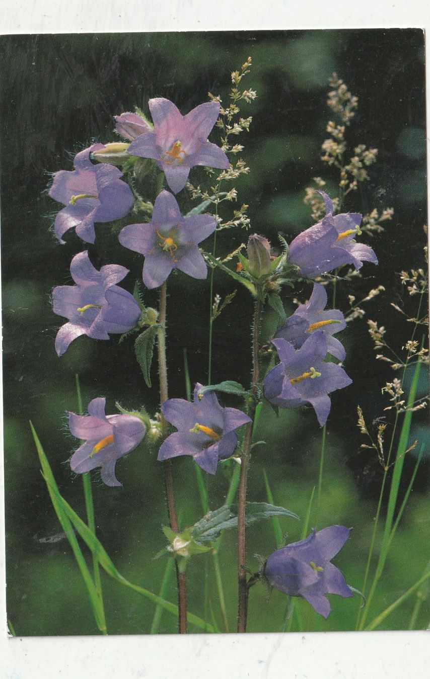 Cartoline postali: 10 Schöne Blumenkarten – Usato da Lumbrein venduto da made02 3