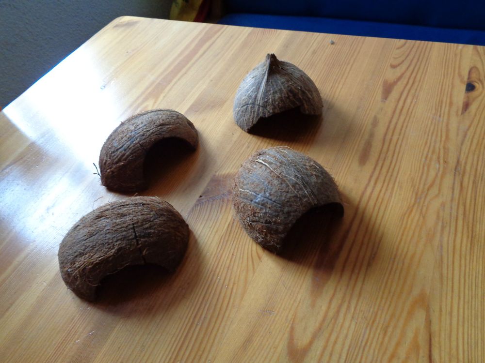 CORHAD Reptilien-Höhle Aus Kokosnuss - Naturversteck Für Geckos & Schildkröten Mit Leiter