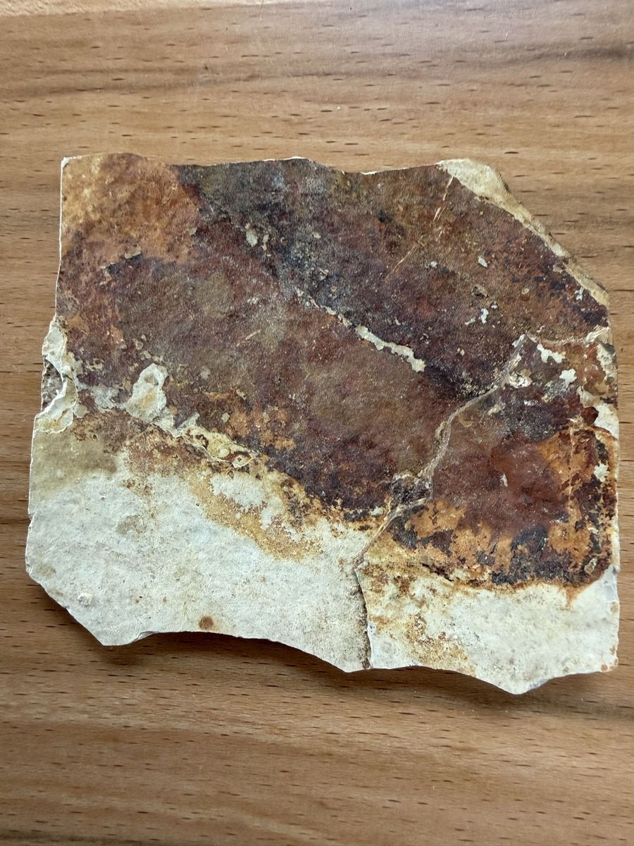 Fossili: Versteinerter Fisch – Usato da Grenchen venduto da Bastet007 6