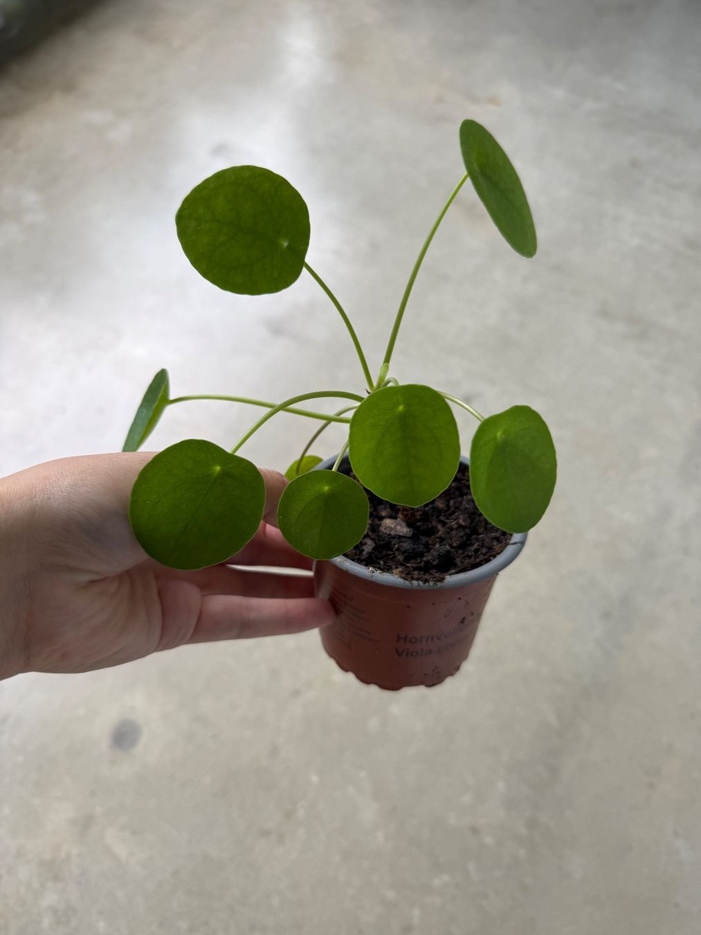 Piante & sementi: Pilea Pflanze – Usato da Bern venduto da Wil.Wayne 1