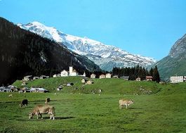 URNERBODEN ob Linthal am Klausenpass - Kühe