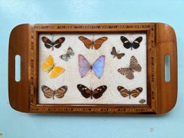 echte Schmetterlinge hinter Glas