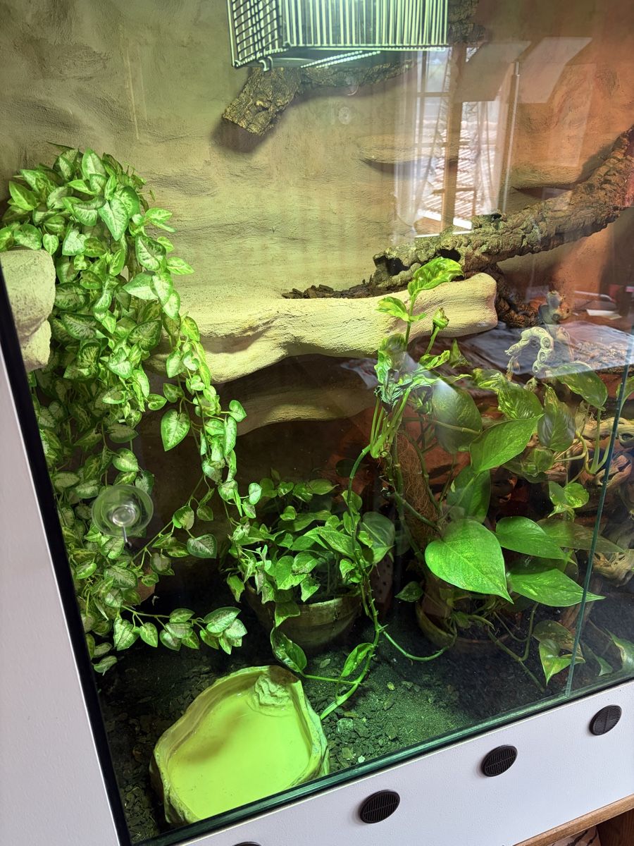 Terrario: Terrarium – Usato da Latterbach venduto da Bbutz98 1