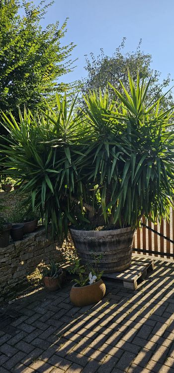 Grosse Yucca Palme / Pflanze inkl. Topf zu verkaufen Kaufen auf Ricardo