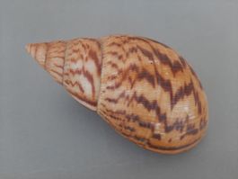 Schneckengehäuse