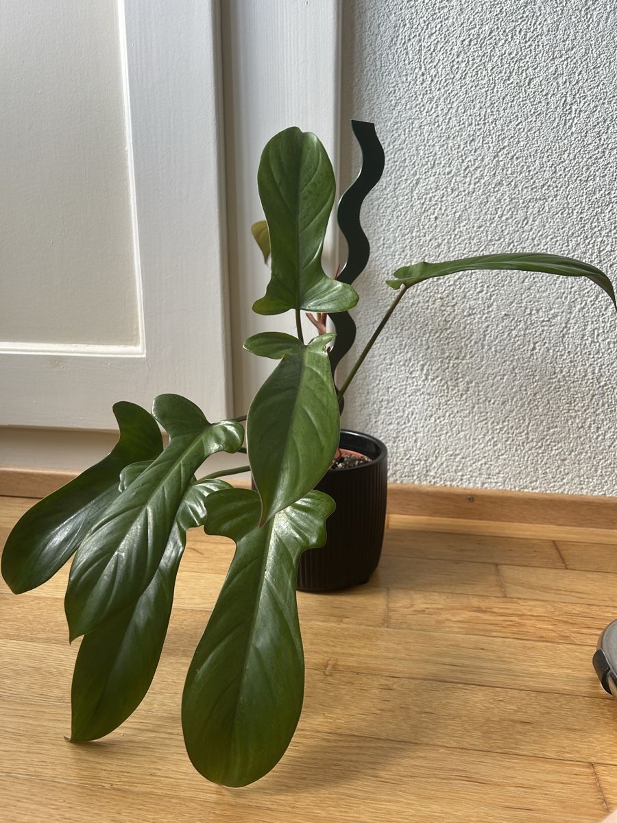 Piante & sementi: Philodendron Flordia Bronze – Usato da Zürich venduto da fabuulois