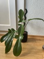 Philodendron Flordia Bronze