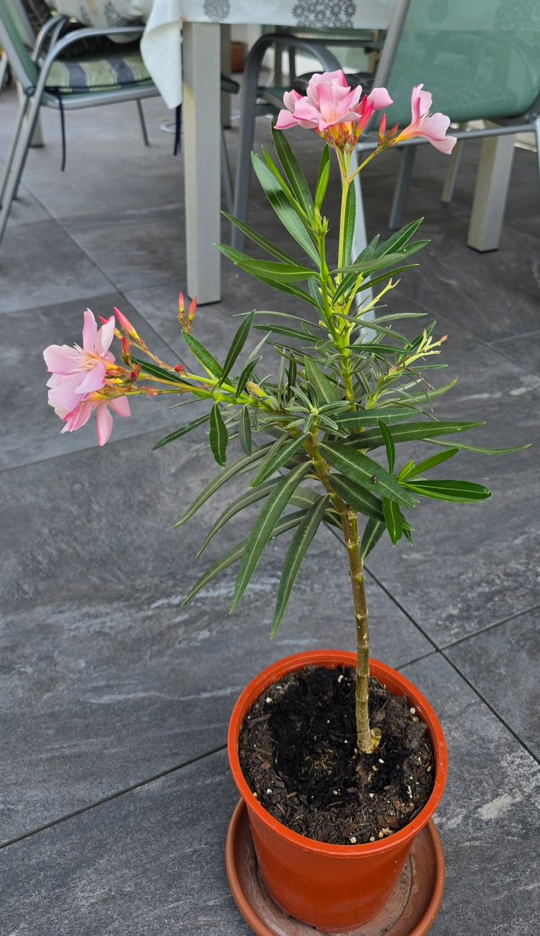 Piante & sementi: Kleine Oleander Pflanze rosa – Usato da Aarburg venduto da popkorn65 2