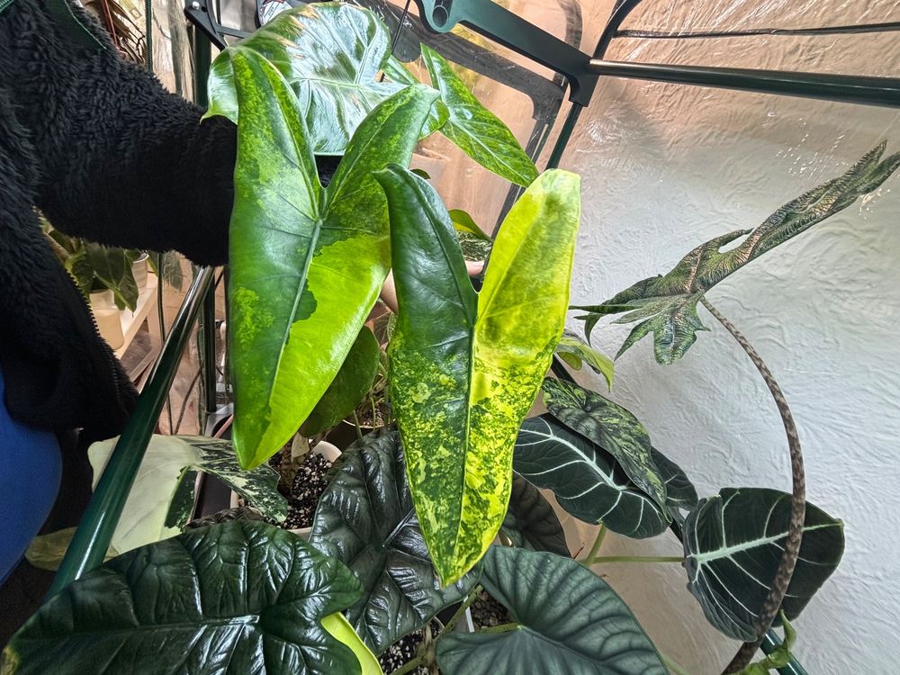 Alocasia Zebrina Gelbes Blatt