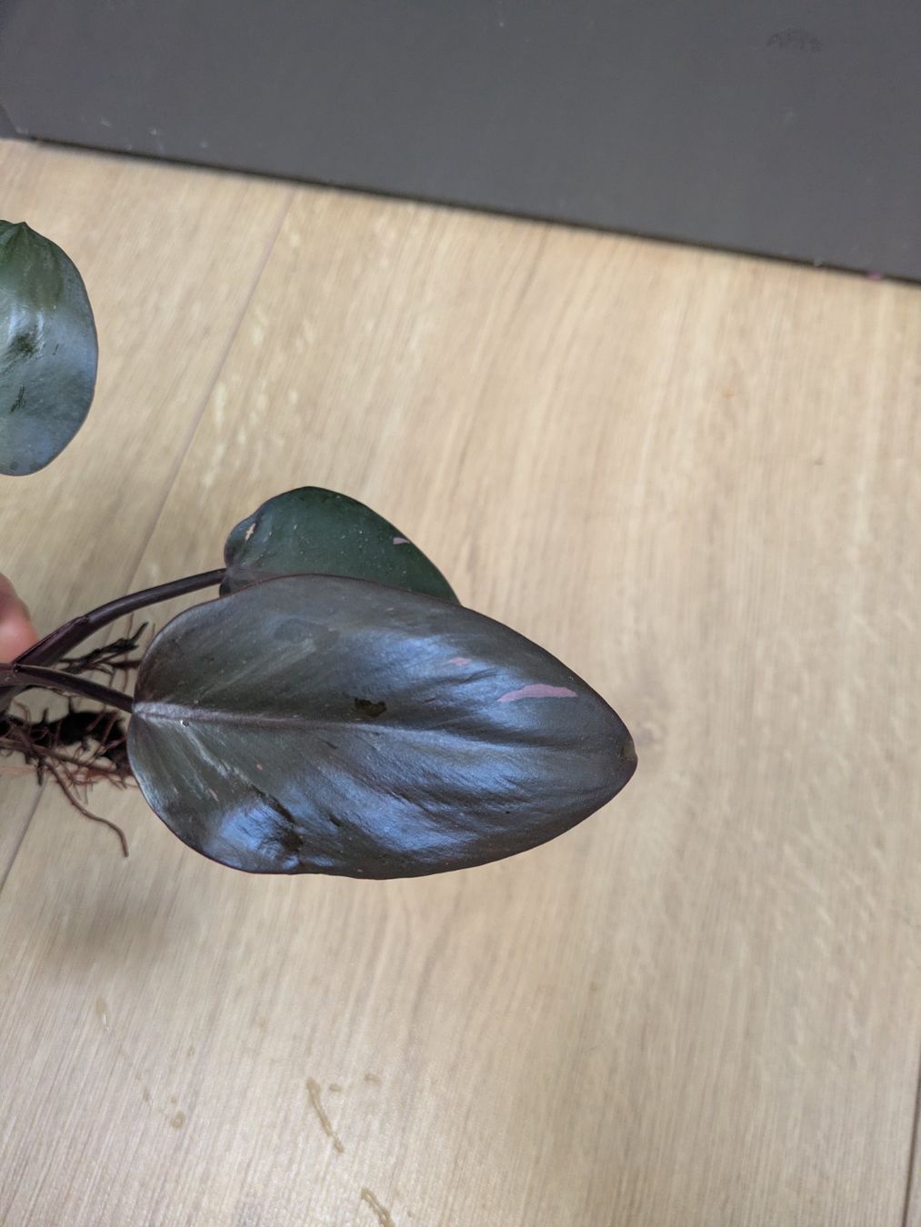 Piante & sementi: Philodendron Pink Princess - Rare – Usato da Winkel venduto da Kade50 1