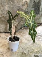 🪴 Alocasia Nobilis Pink