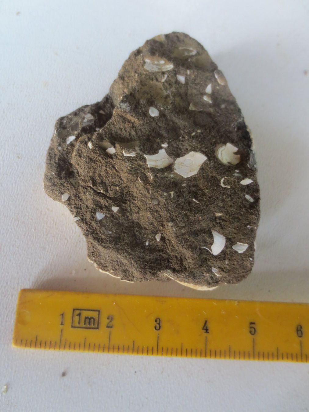 Fossilien: Fossil – Gebraucht aus Weier im Emmental von waefler03 3