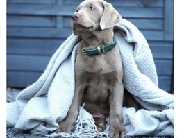 Molly & Stitch Hundehalsband & Leine Set - Leder Grün🌿