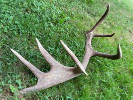 Hirsch Geweih 🦌 # XL Hirschhorn Jagd Stange Dekoration WILD