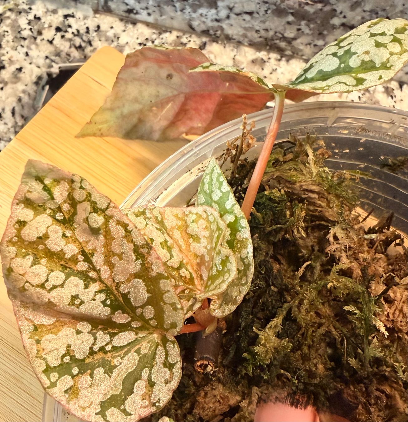 Piante & sementi: Begonia Snow Capped Variegata – Nuovo (secondo la descrizione) da Kaiseraugst venduto da dka_b97z 2