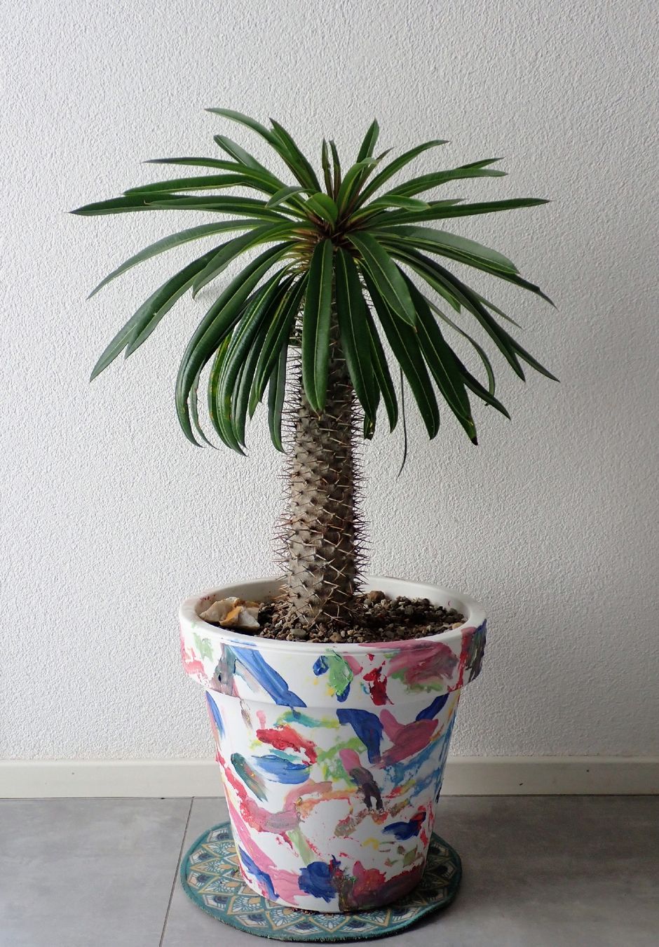 Pflanzen & Samen: Pachypodium lamerei  – Gebraucht aus Comano von che_8lc2