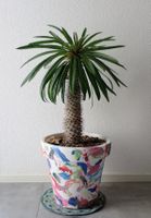 Pachypodium lamerei 