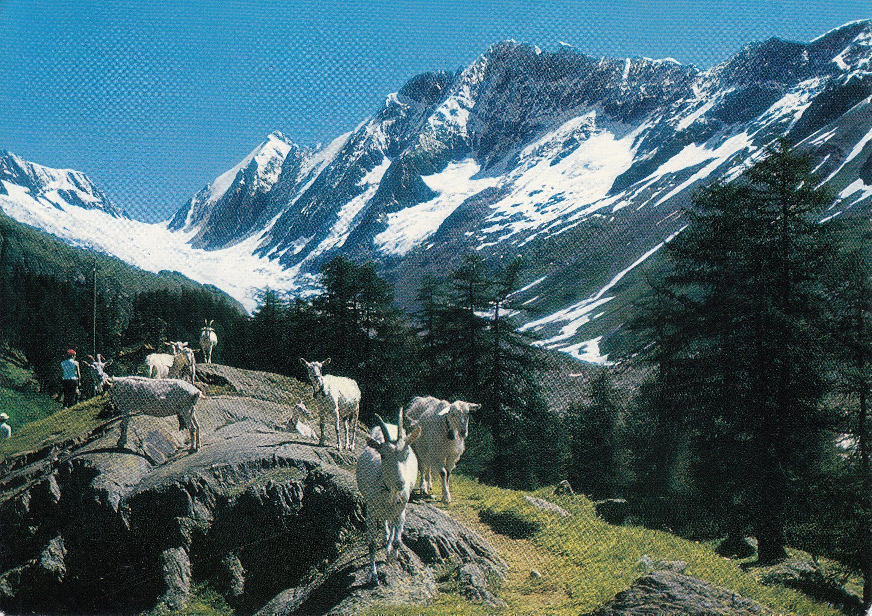 Cartoline postali: Guggialp 1967 – Usato da Bürglen TG venduto da StampGraf